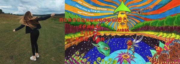 PSILOCYBIN Армянск