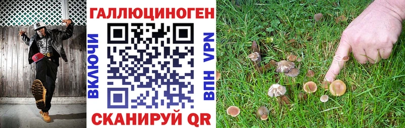 даркнет сайт  Шимановск  Псилоцибиновые грибы Psilocybine cubensis 
